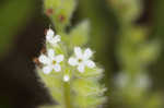 Spring forget-me-not